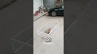 Unique bird trap #shorts #science