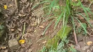 奄美大島22日目は湯湾周辺を自転車探索、湯湾岳に登って展望台からは焼内湾が見渡せて山頂からは島の反対側が見渡せて良き展望、午後は川に沿ってケンムン探し後田検で釣り②　2026/1/18