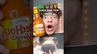 Spicy dog - Real Tcheck #memes #dog #viral #spice #hot #reaction #drink