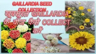 Gaillardia seeds collection,gaillardia के फूलों केबीज कैसे कलेक्ट करें,howto collect gaillardia seed