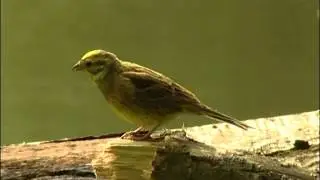 GULSPARV  Yellowhammer  (Emberiza citrinella)  Klipp - 914  (29)