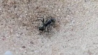 Myrmeleontid hunting ant