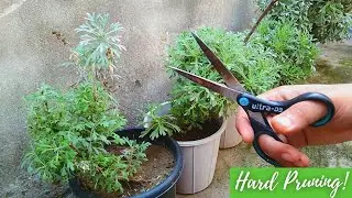 Pruning My Silver Mound Plants (Lavender Plant) Silver Artemisia | Silent Gardening Vlog