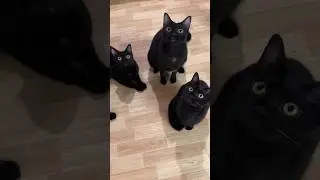 Do you like black cats 😻 #cat #cute #kitten #explore #animals