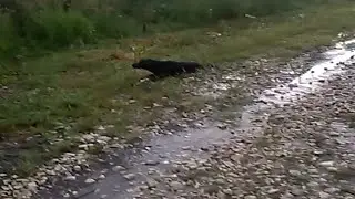 Amid the Rain: Dog Jack Bravely Waits for Kindness from Humans.