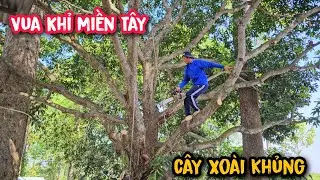 Vua Khỉ cưa cây Xoài Khủng, Miễu Bà Giang Lò ở Đồng Nai.