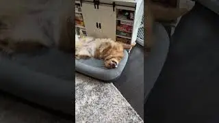 The world&rsquo;s scariest guard dogs! #goldenretriever