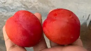 QLD Gulf Gold Dwarf Plum tree in Melbourne