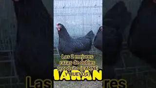 The two best breeds of dual-purpose chickens, MEAT AND EGGS.