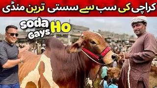 Karachi Malir Cow Mandi 🐂 12 Rabi ul Awal Special | Today Latest Rates 2 September 2025