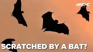 EXCLUSIVE: Ardrey Kell student scratched by bat