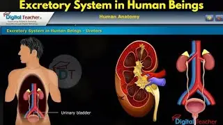 Human Excretory System Explained: How Your Body Filters Waste!