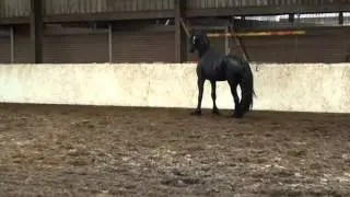 Фризский жеребец 2009 г.р. от Heitse