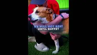 MrBeast Helps This Dog To Finally Get A Home😍 #shorts #shortvideo #mrbeast #mrbeastshorts