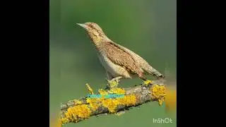 صوت طائر اللواء الاوراسي (البوقميح ـ ابو إلوي ـ Eurasian Wryneck)             #الصياد_السيناوي