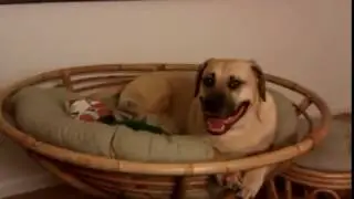 Mr Hamilton vs Papasan Chair - Black Mouth Cur Dog