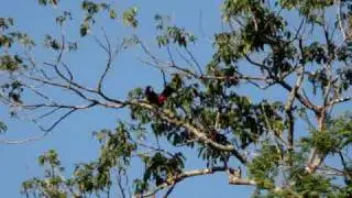Canto do Tucano Pia-Pouco - Reserva Florestal Adolpho Ducke
