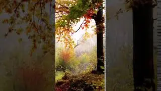 autumn 1 Animated
