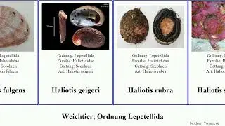 Weichtier, Ordnung Lepetellida haliotis discus sinensis rubra mollusca pulchra fulgens Fuse Seeohr