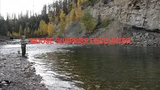 MOOSE Surprise Encounter