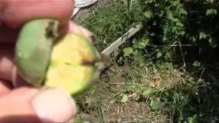 June Drop In Apples