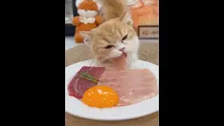Little cats heal hearts. #Daily cat vlog #Cat routine #Cute cat #They just want love