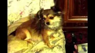 My Baby Schnook