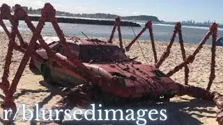 I WANT ONE r blursedimages #5 (reupload)