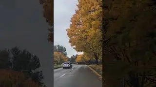 Oakesdale Ave SW in Renton, WA #seattle #fall #autumn #driving #travel