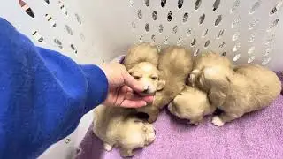 Chanel's A Litter 3.5 Weeks Old