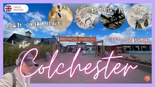 科爾切斯特兩日一夜遊｜去全球Top20動物園見到我啲同類 !?｜ntw in Colchester｜Colchester Zoo, Castle Park｜《亂遊英國》EP.6