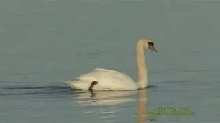 KN&Ouml;LSVAN Mute Swan  (Cygnus olor)  Klipp - 2178