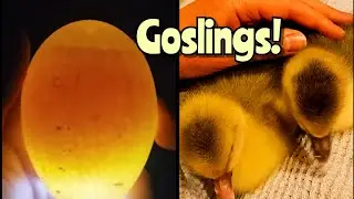 We incubated goose eggs and it didn't quite go as planned...