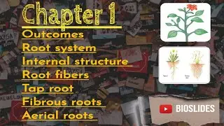 Plant systems || Root system || types || tap and fibrous roots|| #bioslides