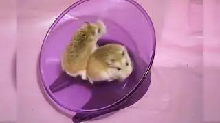 HAMSTER FUNNY   KHI B&Eacute; HAMSTER TĂNG ĐỘNG || KUMA HAMSTER
