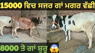 ਸਸਤੇ ਭਾਅ 2 ਗਾਵਾਂ ਵੀਕਾਓ। cows for sale/vadiya farm/7-1-26
