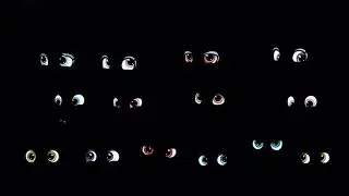 Shopkins: Wild - Eyes in the Dark