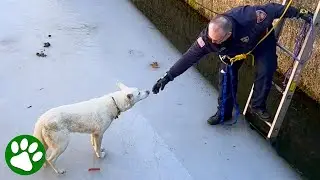 Firefighter climbs onto melting ice to save Husky
