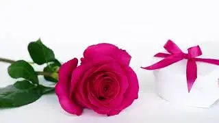The Roses - Rosae