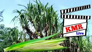 Kewda Flower || Kewra Flower || Ganjam ||Odisha #Kewda #Kewra #Pandanus
