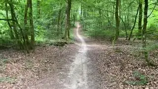 🌿🌲Balade en for&ecirc;t avec le bruit des oiseaux - 100% Nature