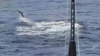 804 Pound Blue Marlin Fired Up - Reel Toy - Ocean City, MD