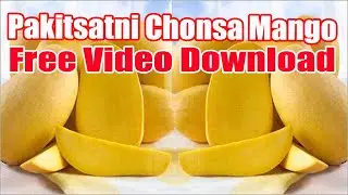 Pakistani White Chonsa Mango Video Clip #shorts