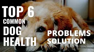 Top 6 Common Dog Health Problems and solution | Dog Health Issues and treatment | Dog training tips