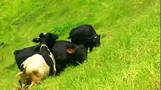 Dairy farm in Munnar, Kerala