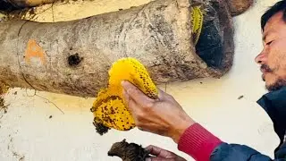 honey hunting in Nepal || Mero Gauma Lu Herum Kati Dherai Niskiyo 