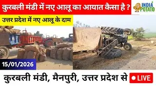 15/01/2026 : कुरबली मंडी में नए आलू का दाम | कुरबली मंडी, मैनपुरी से LIVE - India Potato News