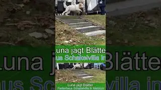 Luna jagt Bl&auml;tter am Ferienhaus Schakelvilla in Makkum am IJsselmeer
