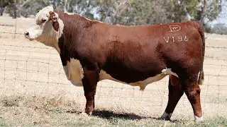 Lot 30 DAYV186 Days Whiteface 2026