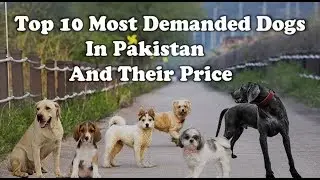 15 Most demanded dogs and their Price in Pakistan